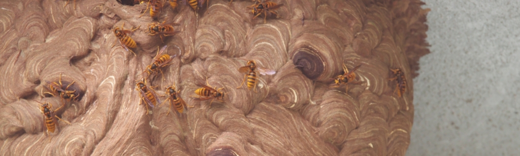 大きなキイロスズメバチの巣