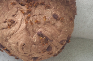 ４０cmぐらいのキイロスズメバチの巣
