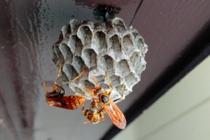 3ｃｍぐらいの巣に留まっているアシナガバチ２匹