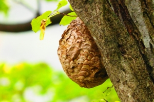 木に作ったスズメバチの巣