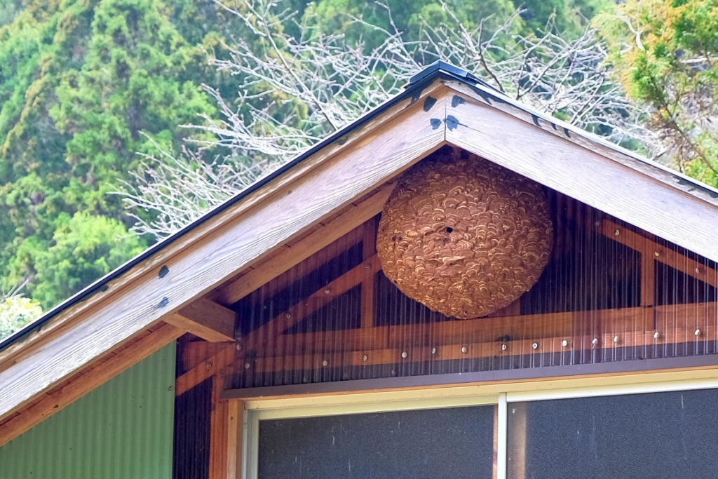妻の軒下に作ったキイロスズメバチの巣