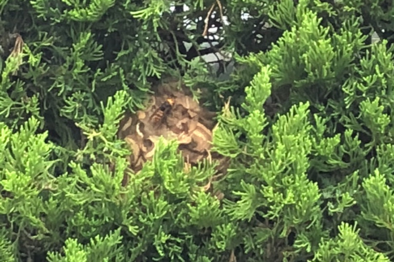 尾張旭市の木の中のハチの巣