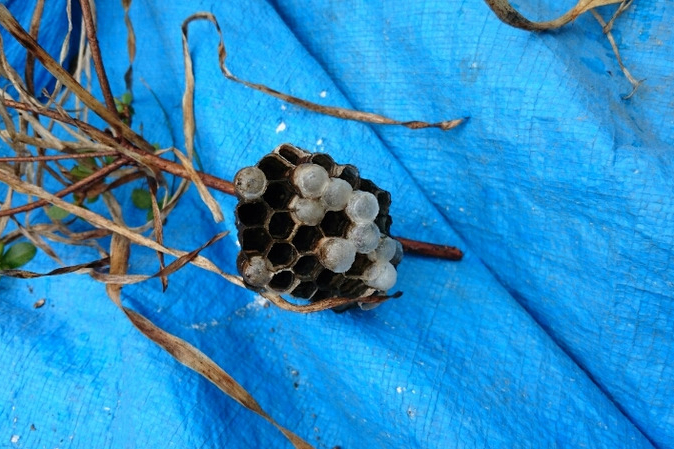 瀬戸市で駆除したアシナガバチの巣