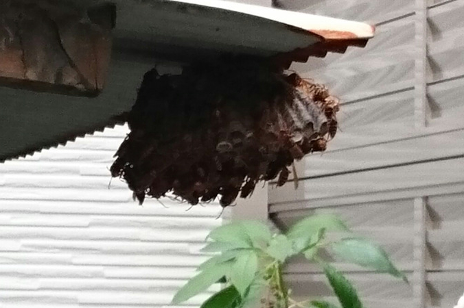 屋根のハチの巣