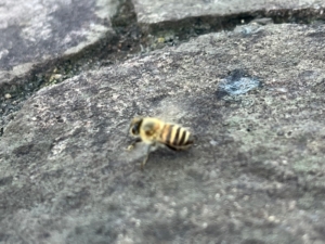 西洋蜜蜂